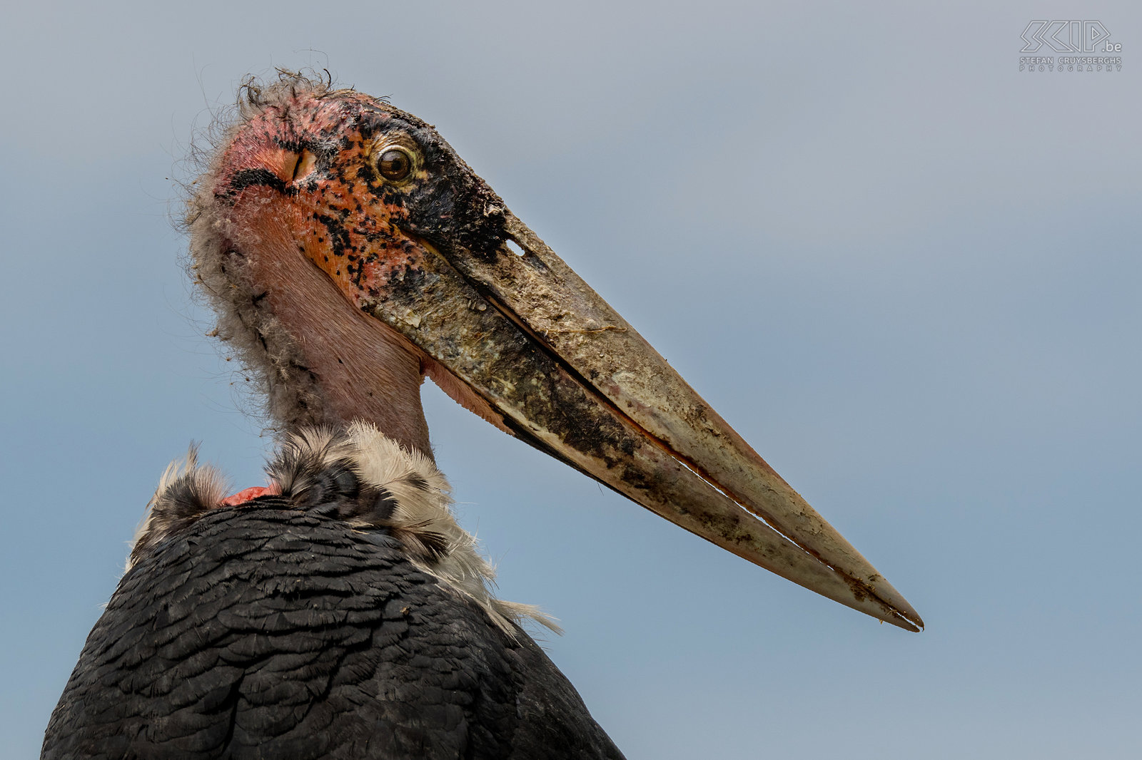 Lake Ziway - Maraboe close-up Close-up van een Afrikaanse maraboe (Marabou stork, Leptoptilos crumenifer), een grote vogel uit de ooievaarsfamilie die voornamelijk een aaseter is. De mooiste vogel in Afrika is het alvast niet. Stefan Cruysberghs
